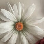 Primo piano dall'alto di un fiore gigante artigianale bianco con petali sottili a raggiera, sfumature verde pallido alla base e centro arancione testurizzato, appoggiato su una superficie chiara.
