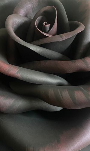 Primo piano di rosa gigante artigianale nera e bordeaux, dettaglio texture dei petali
